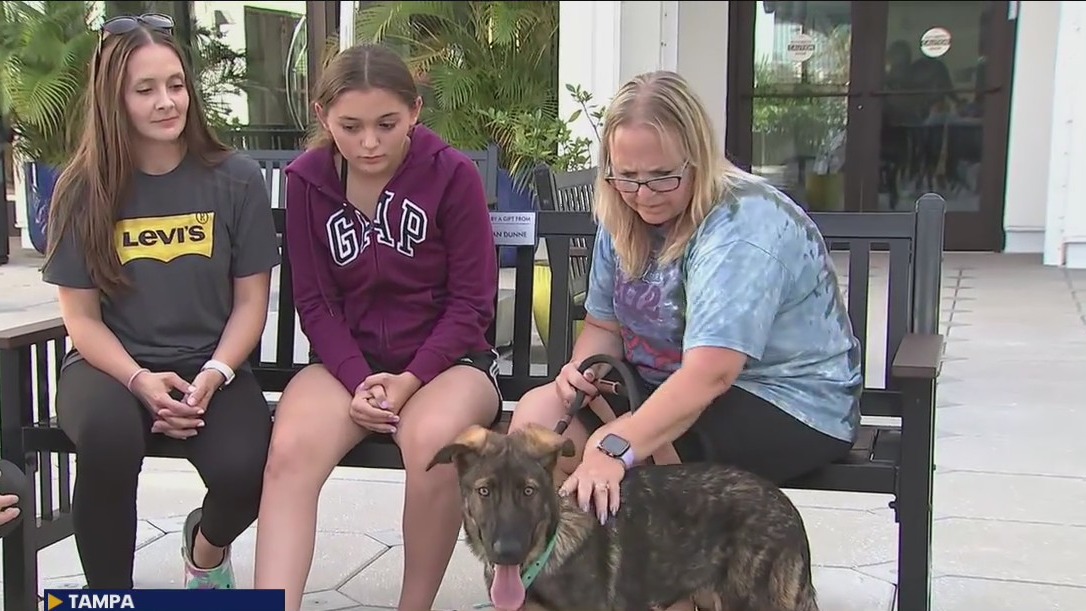 Pup found in Tampa dumpster adopted by family in Spring Hill